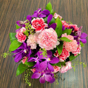 Meet your Posher, Phoebe joy